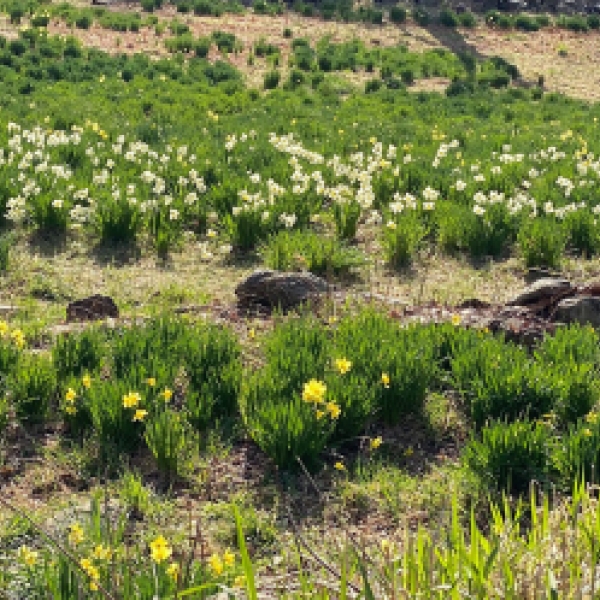 Flower Power Enfield Ct Best Flower Site